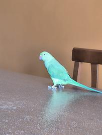 Parrocchetto dal Collare