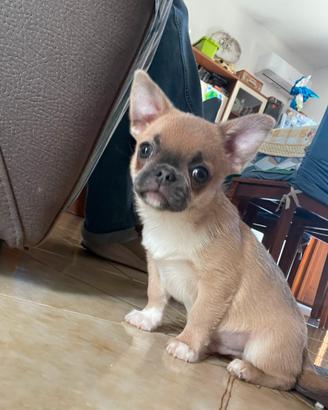 Chihuahua 5 mesi con pedigree