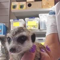 Suricati cuccioli