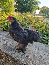 Gallo Coccincina Nana