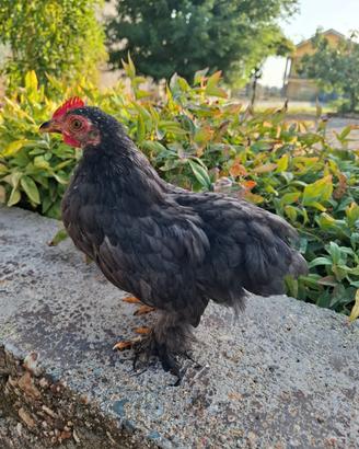 Gallo Coccincina Nana