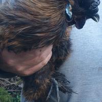 Galli "Moroseta" color fulva e nero