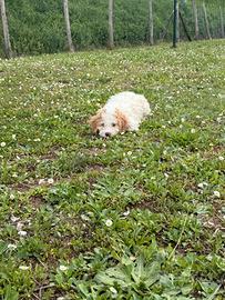 Lagotto romagnolo femmina 70gg