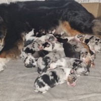 Pastori australiano cuccioli