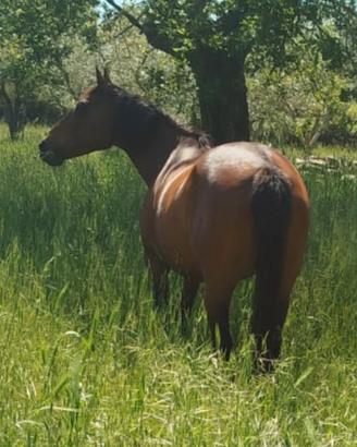 Cavalla A. A di 9 anni