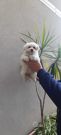 Maltese mini toy