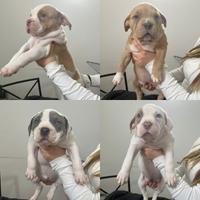 Cucciole femmine American Bull XL