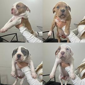 Cucciole femmine American Bull XL