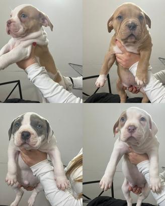Cucciole femmine American Bull XL