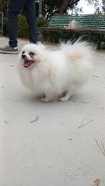 Pomerania