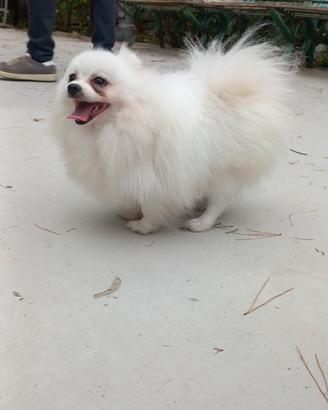 Pomerania