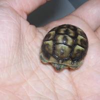 Tartarughe di terra con Certificati e Chip