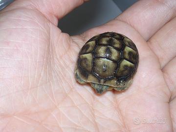 Tartarughe di terra con Certificati e Chip