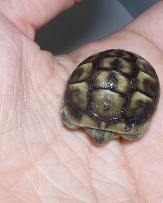 Tartarughe di terra con Certificati e Chip