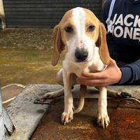 Cane da caccia