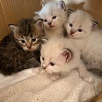 Cucciola di gatto siberiano