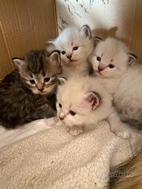 Cucciola di gatto siberiano