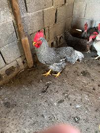 Gallo amrock
