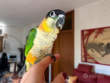 Caicco testa nera allevato a mano