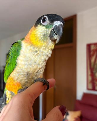 Caicco testa nera allevato a mano