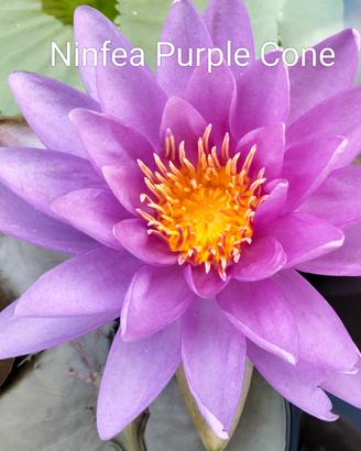 NINFEA PURPLE CONE 🪷🪷
