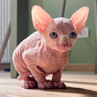 Sphynx