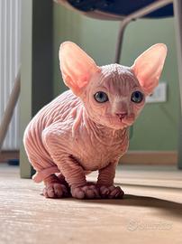 Sphynx