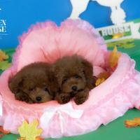 Cuccioli barboncino toy  e mini toy