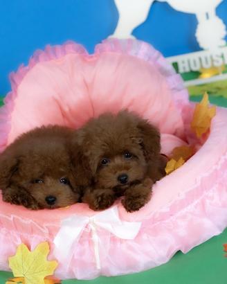 Cuccioli barboncino toy  e mini toy