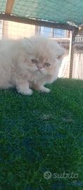 Cucciolo schampagn