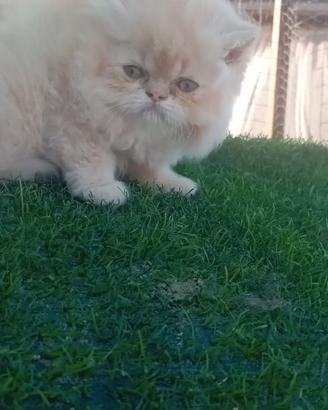 Cucciolo schampagn
