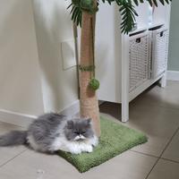 Gattina persiano 6 mesi vaccinata