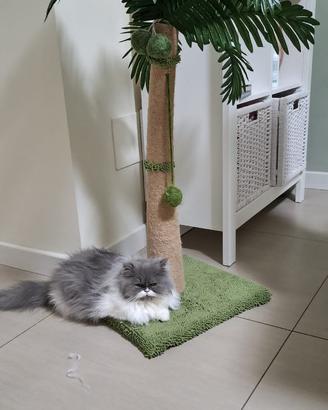 Gattina persiano 6 mesi vaccinata