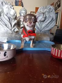 Chihuahua