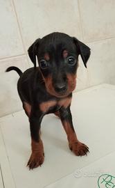 Cuccioli di zwergpinscher