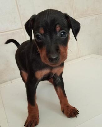 Cuccioli di zwergpinscher