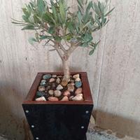 Bonsai ulivo