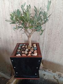 Bonsai ulivo