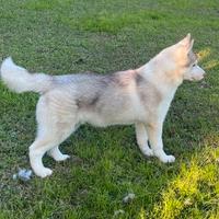 Cucciolo di Siberian Husky con pedigree