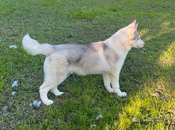 Cucciolo di Siberian Husky con pedigree