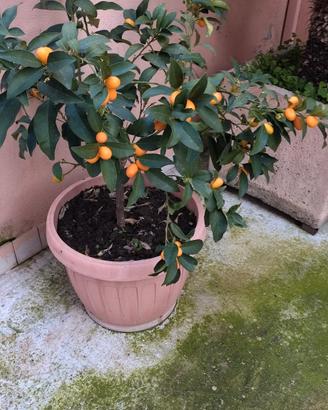 pianta di mandarino Cinese a ovetto 