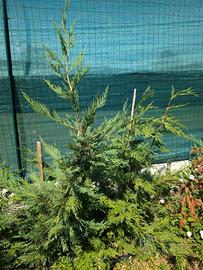 Piante di cipresso Leylandii