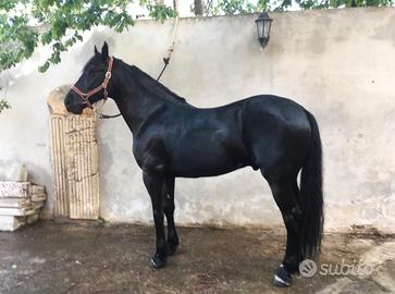 Cavallo Murgese Morello Castrone