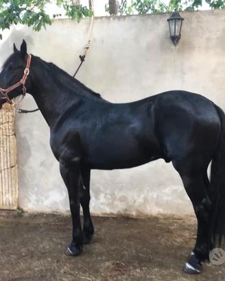 Cavallo Murgese Morello Castrone