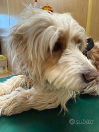 Border collie / Lagotto