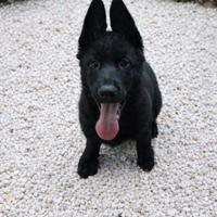 Cucciolo di pastore tedesco nero