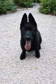 Cucciolo di pastore tedesco nero