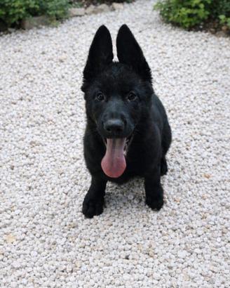 Cucciolo di pastore tedesco nero