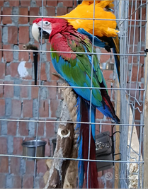 Ara cloroptera femmina