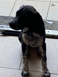 Cane cucciola